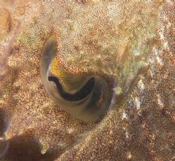 A cuttle fish eye - taken off PLymouth Sound, S devon, UK... by Malcolm Nimmo 